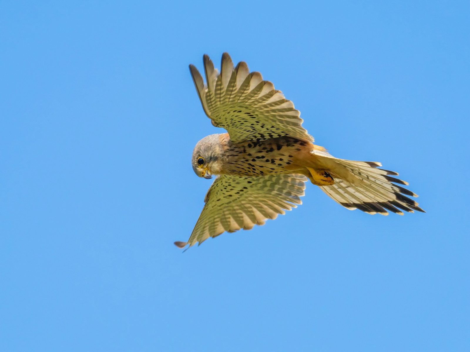 A bird flying through a blue sky with its wings spread